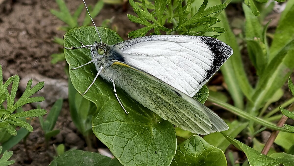 Капустница- белянка - Мариша Тим Капустница- белянка - Мариша Тим