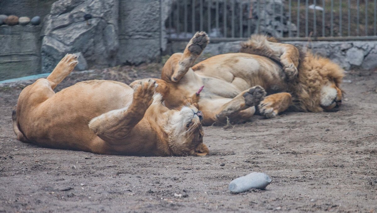 утомлённые.... - Аркадий Лаптенко