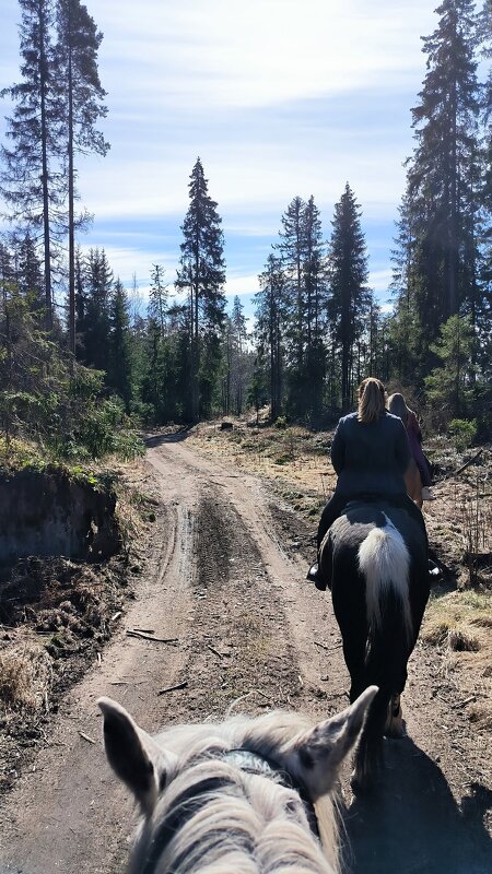По весеннему лесу. - Ольга 