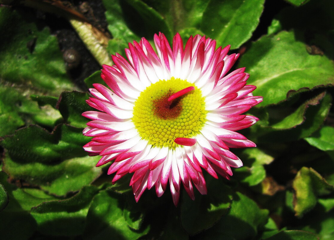 Во всей красе - Людмила Смородинская Во всей красе - Людмила Смородинская