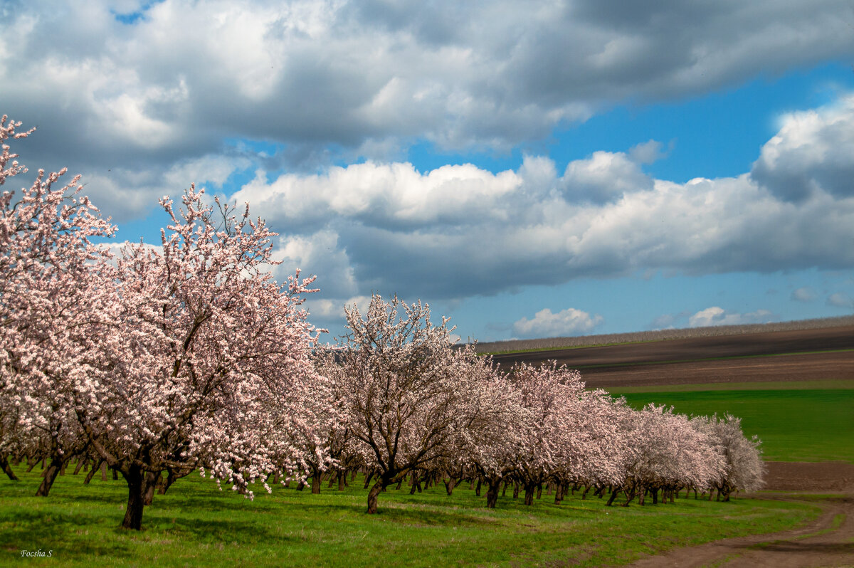 Миндальный сад в апреле... - Светлана Фокша