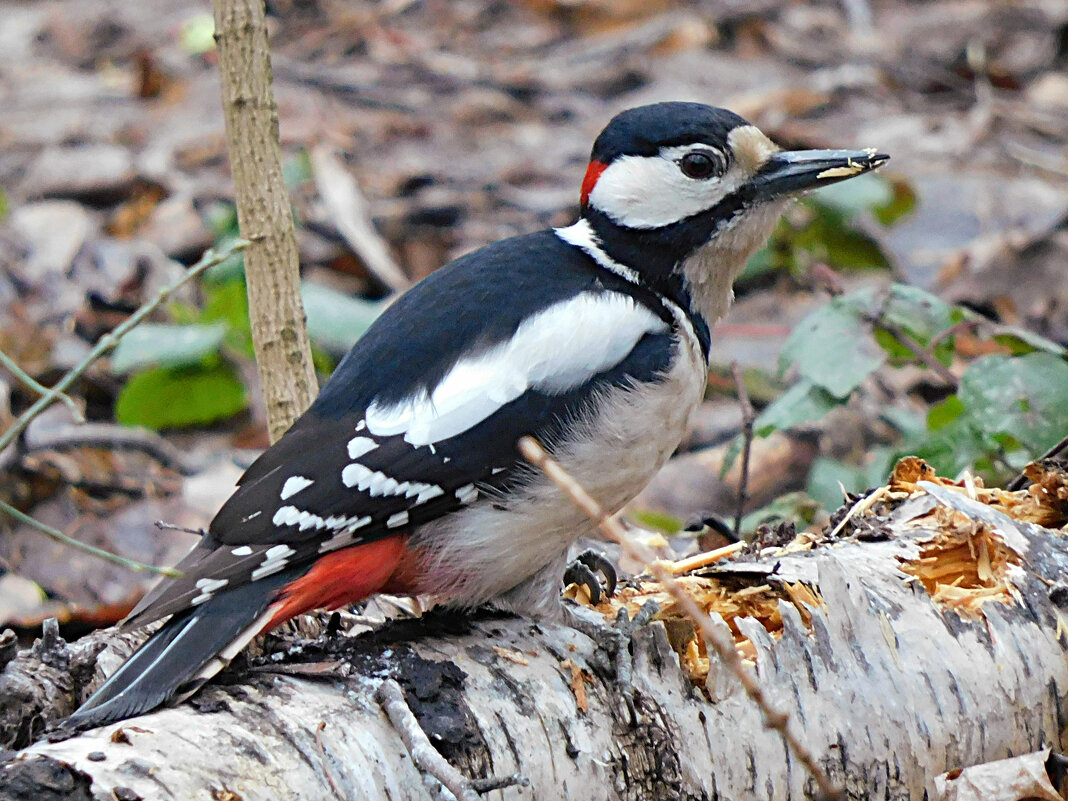 БПД - Лина БПД - Лина