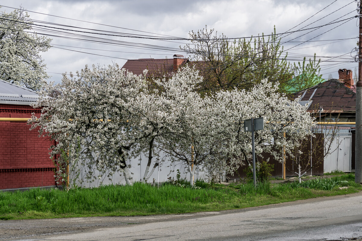 цветет вишня - Игорь Сикорский
