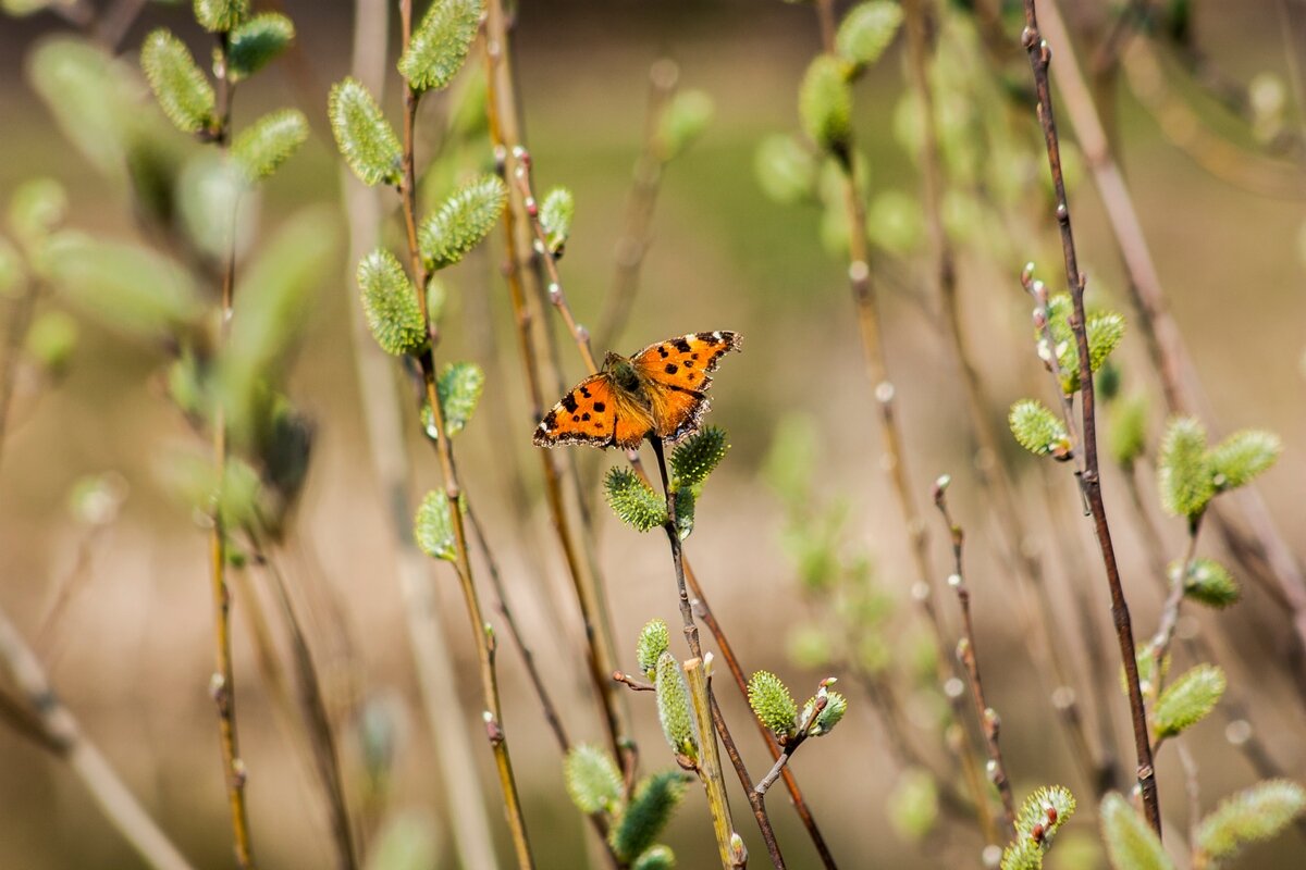 Прекрасные мгновения весны ... - Ravile 