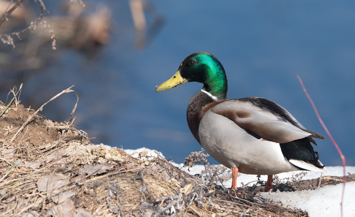 В поиске подруги. - Владимир Безбородов