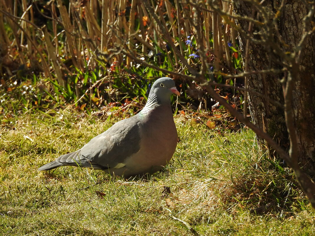 весенние зарисовки - ИННА ПОРОХОВА
