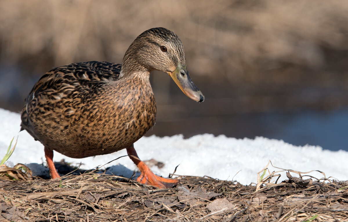 **** - Владимир Безбородов