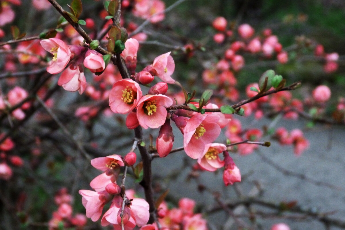 Японская  айва - Валентин Семчишин