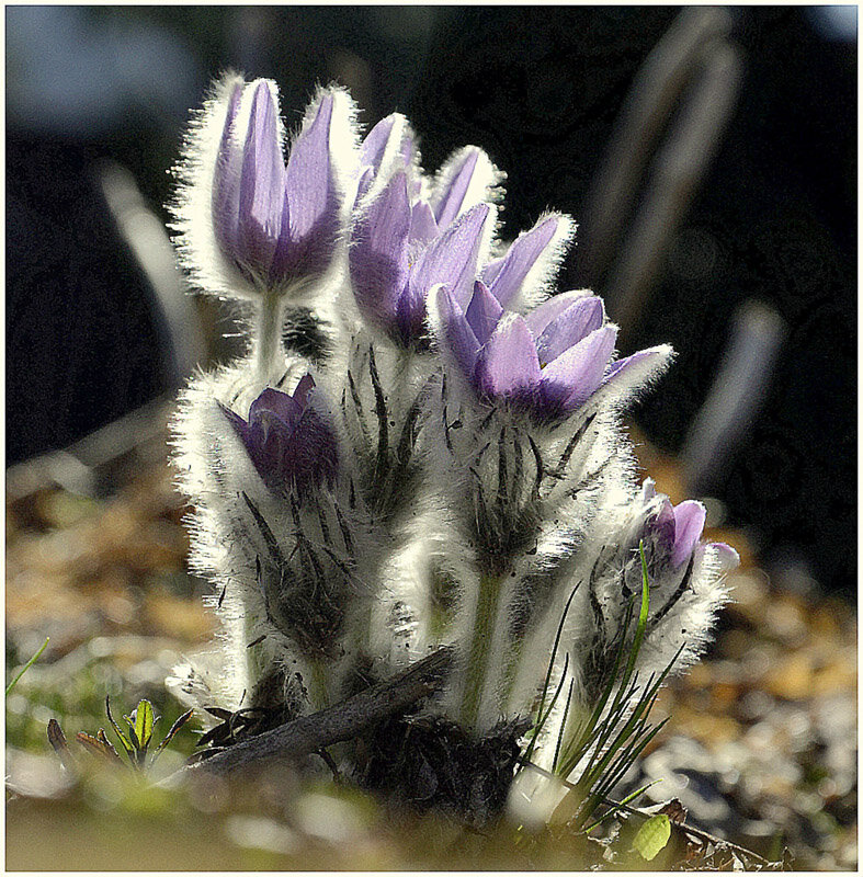 Сон трава - Aleksandr Gal