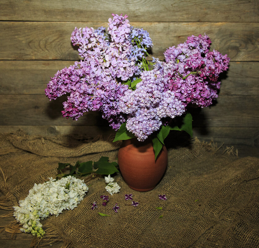 Сирень - Владимир Гришин