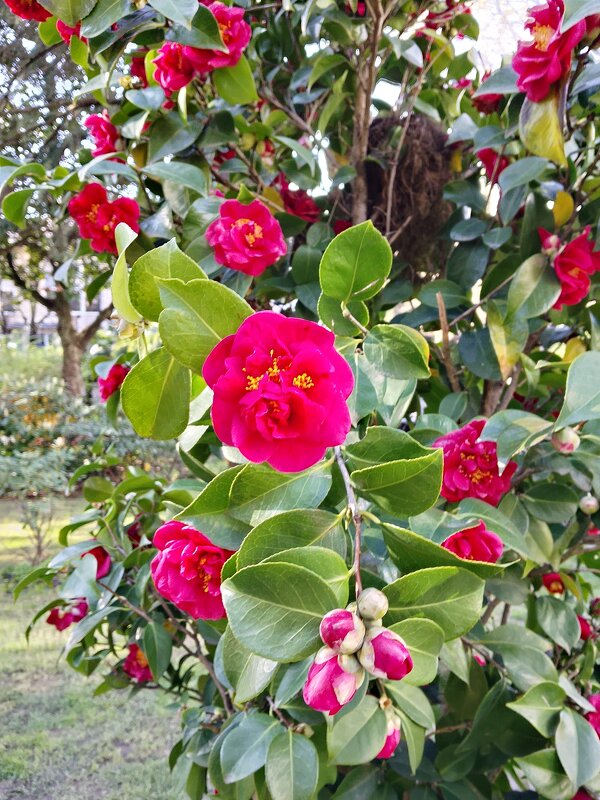 Камелия - Tata Wolf