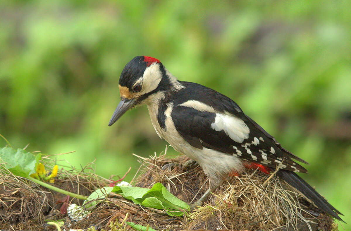 ... - Вячеслав Минаев