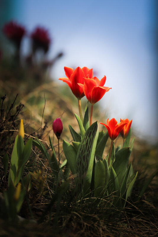 Тюльпаны Грейга - Игорь Шевченко Тюльпаны Грейга - Игорь Шевченко