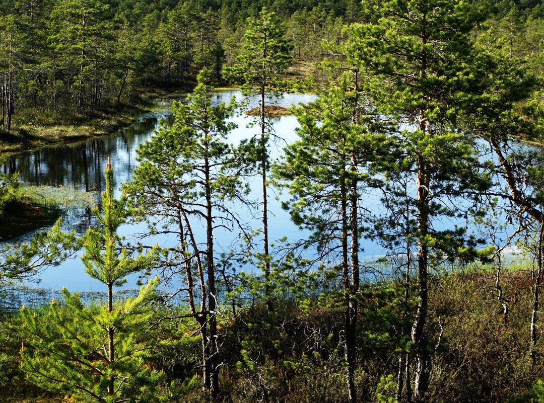 Голубая лагуна на болоте Виру - Aida10 Голубая лагуна на болоте Виру - Aida10