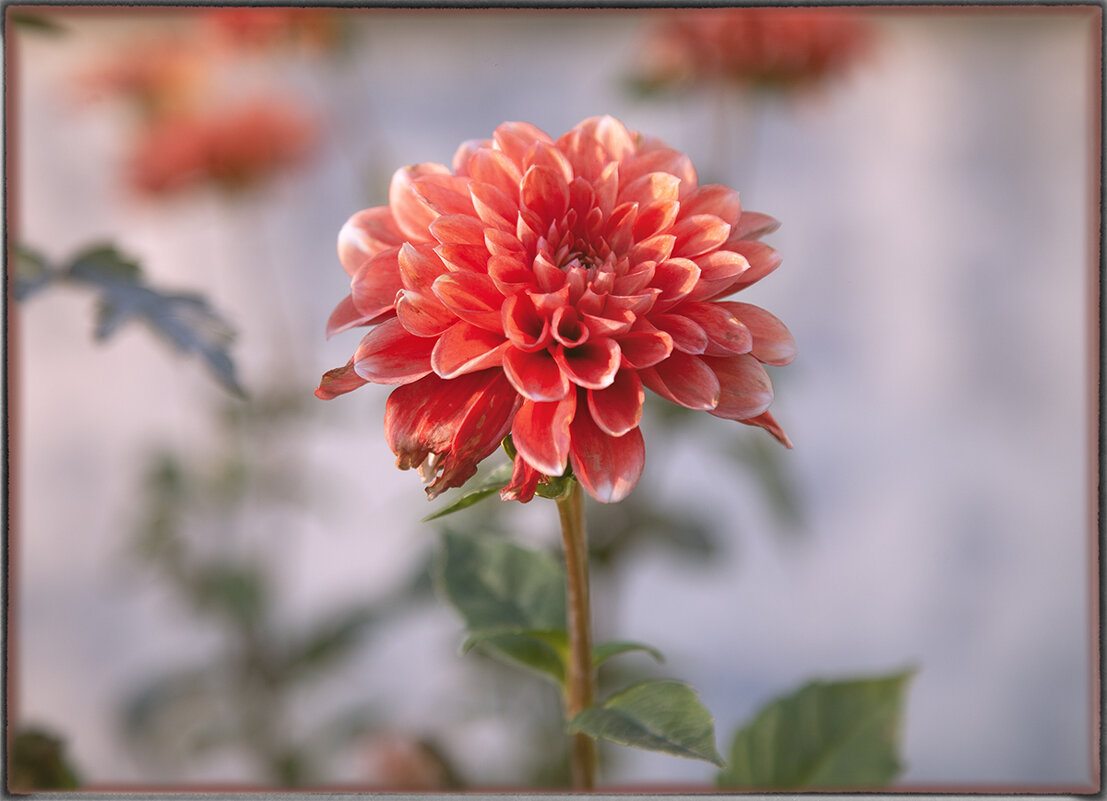 Георгин осенний. - Лилия * Георгин осенний. - Лилия *