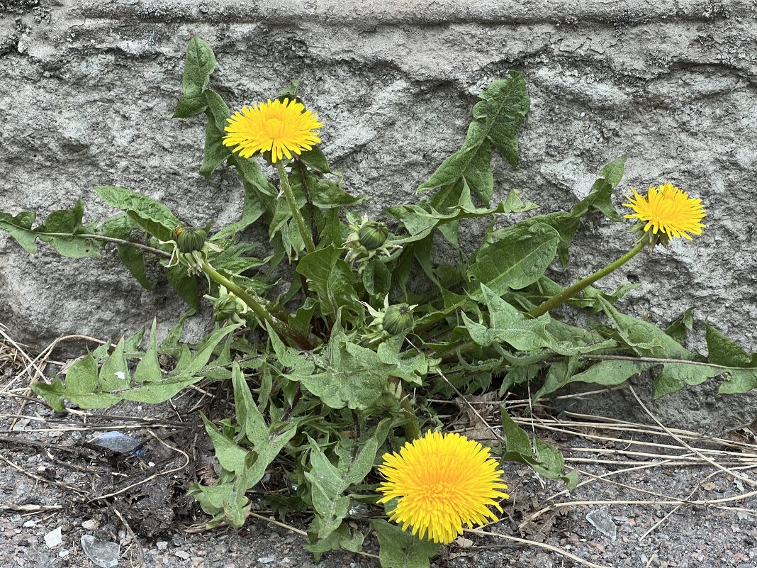Первые одуванчики у дома на солнышке. - Татьяна Первые одуванчики у дома на солнышке. - Татьяна