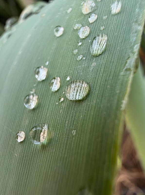Травинка - Александр Деревяшкин
