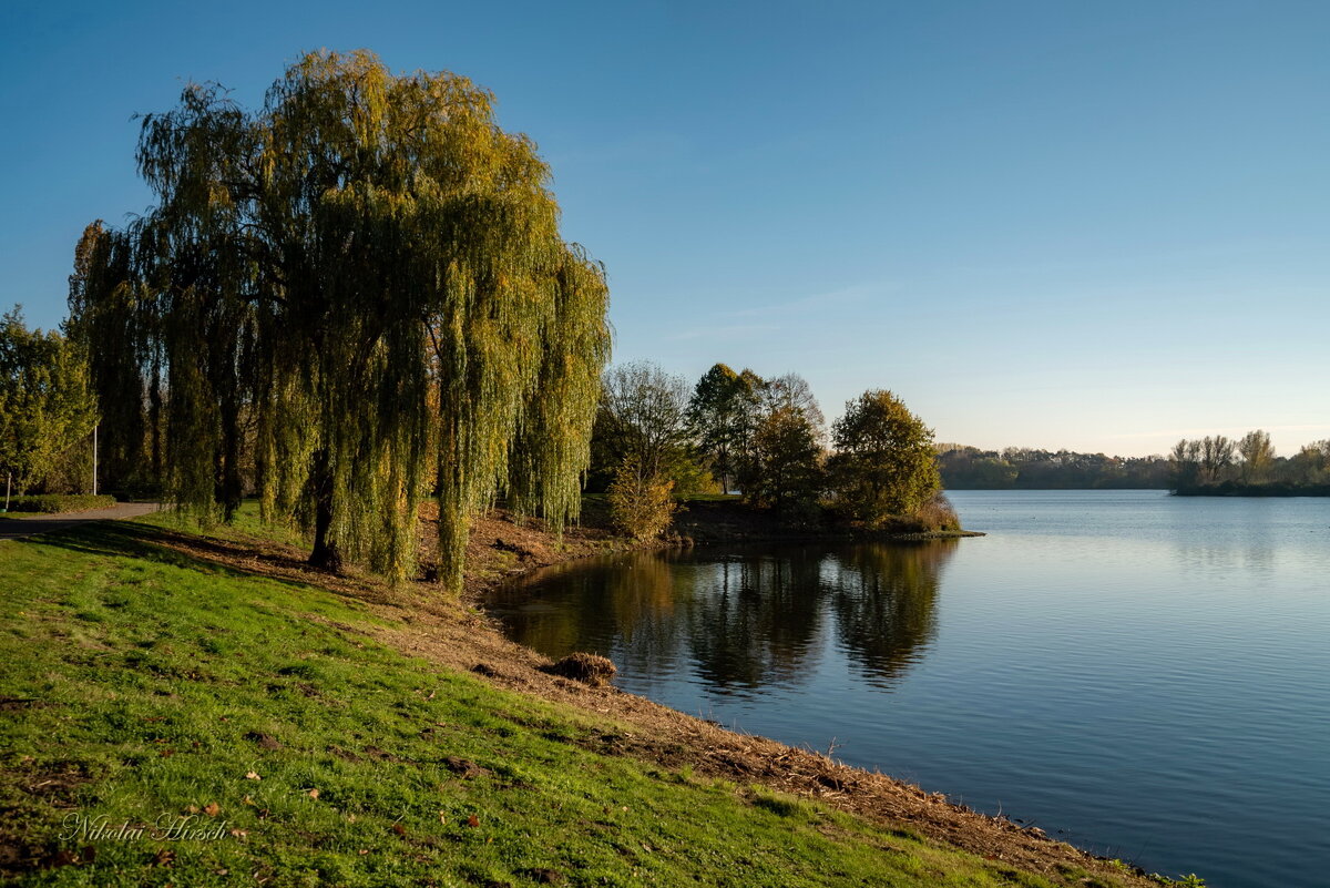 Ива в ноябре... - Николай Гирш Ива в ноябре... - Николай Гирш