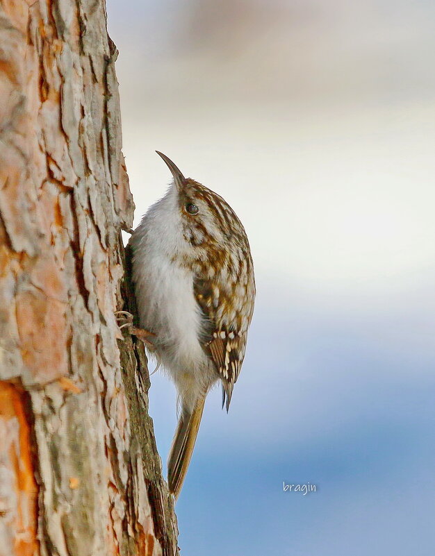 пищуха... - Andrey Bragin 