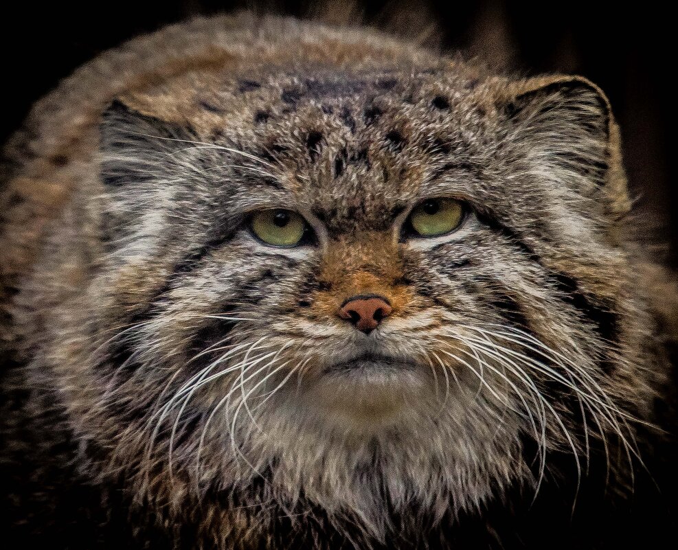 манул - Аркадий Лаптенко