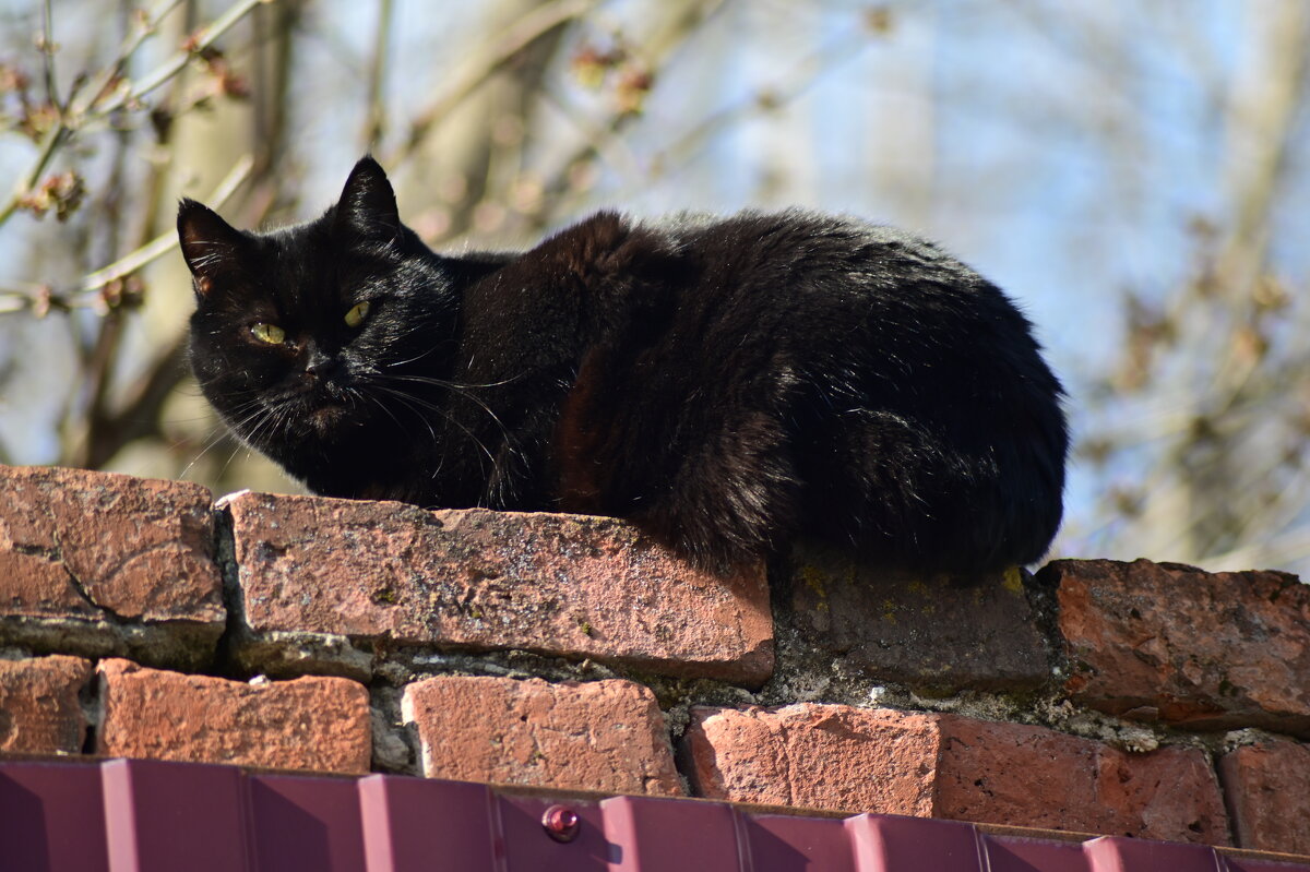 котэ - Константин Сафронов