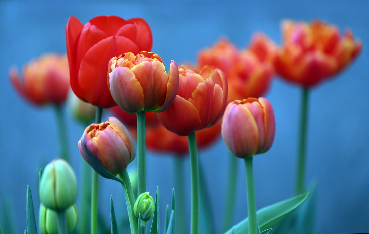 14 апреля - Михаил Бибичков