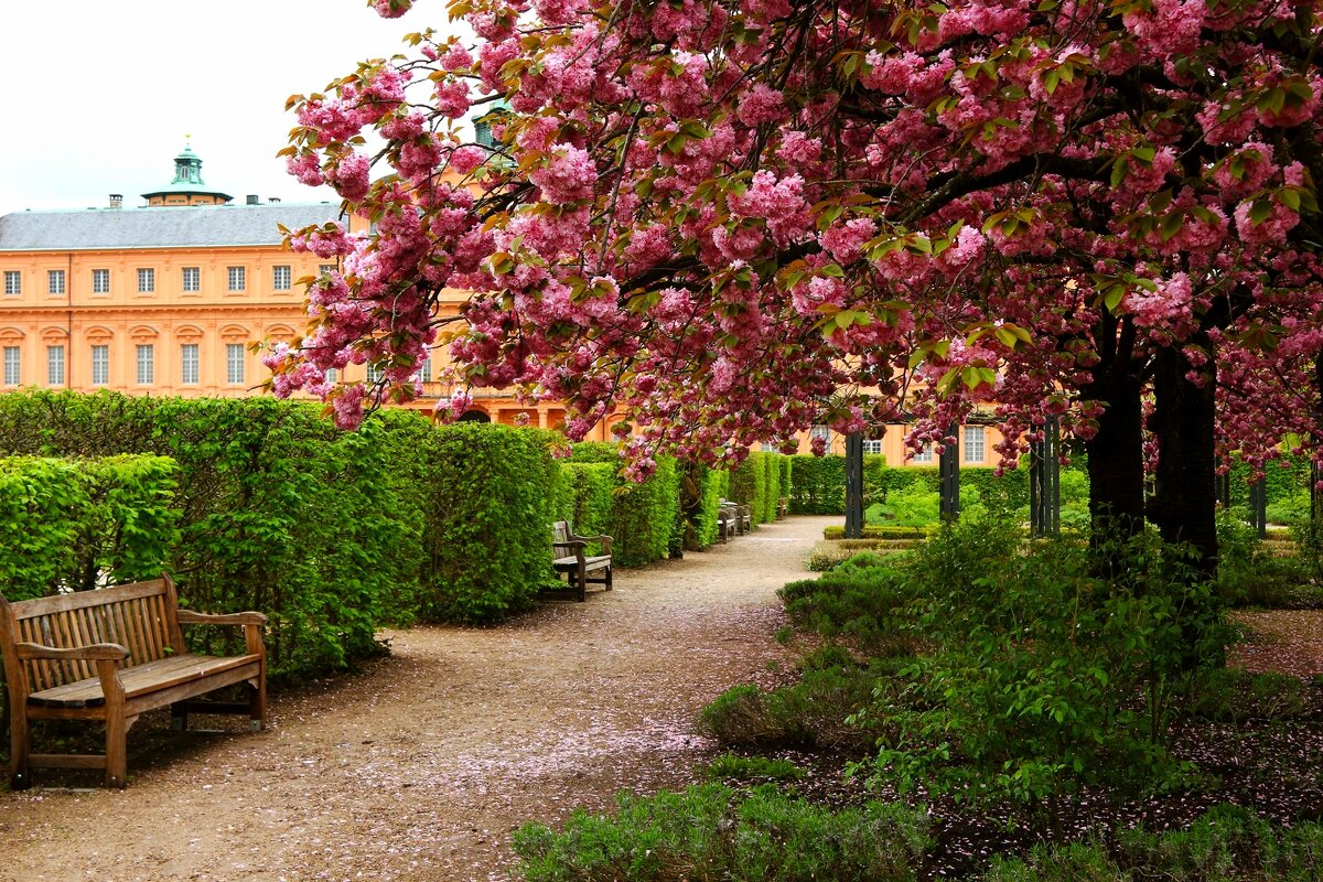 В графском парке сакура цветёт - Юрий. Шмаков В графском парке сакура цветёт - Юрий. Шмаков