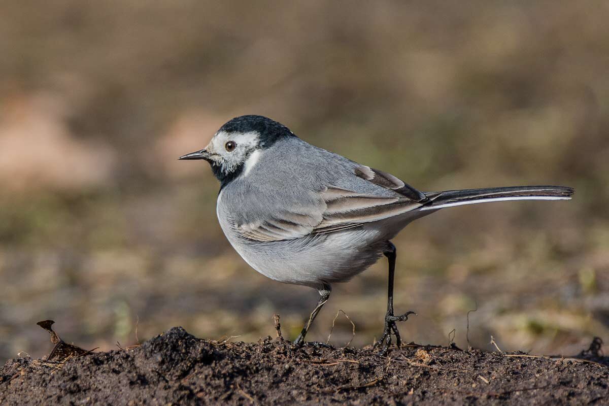 Трясогузка белая. - Николай Ловец