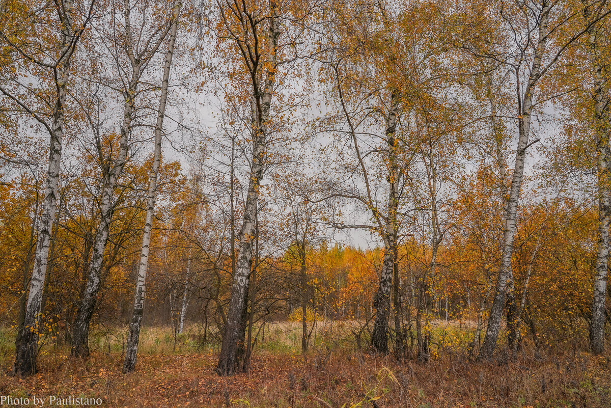 На опушке... - Владимир Жданов