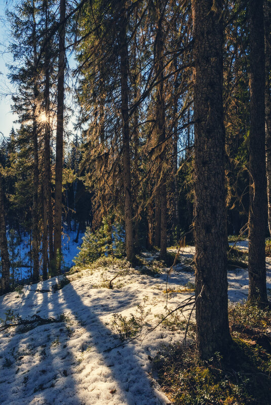 В весеннем лесу - Сергей В весеннем лесу - Сергей