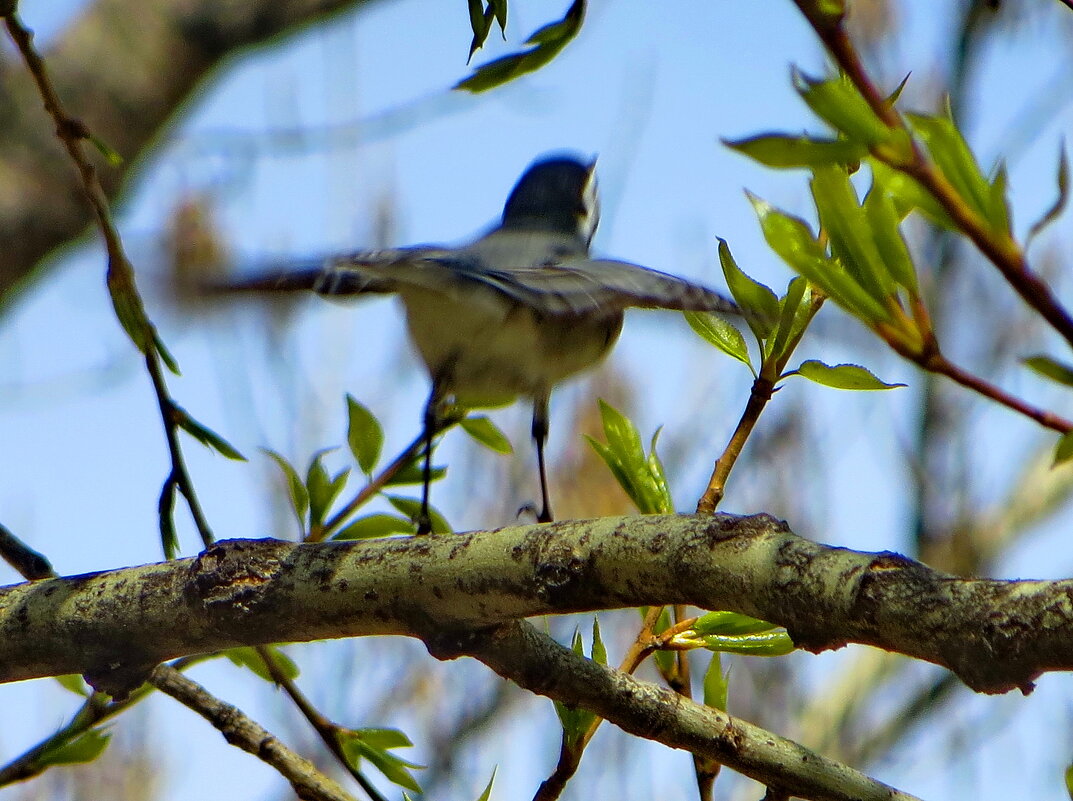 Полетела весне навстречу - Александр Чеботарь