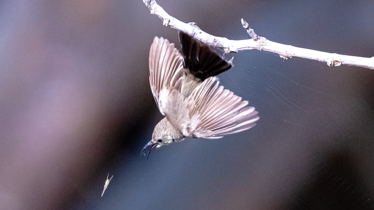 Догоню - Адик Гольдфарб