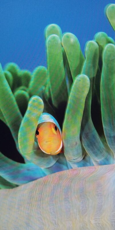 ОН ЖЕ ...:) /см.фото ранее/ - Валерий Кокорев