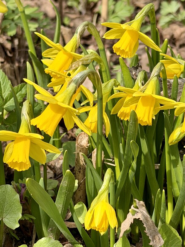 Весна в жёлтом. - Pippa 