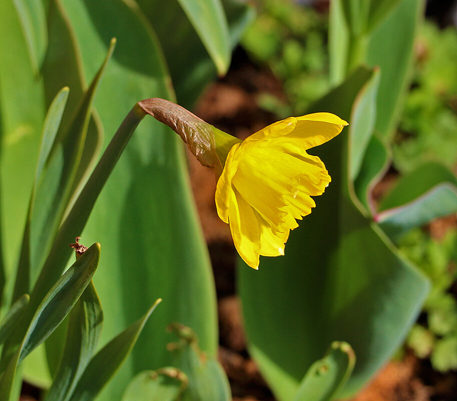 *** - Светлана 