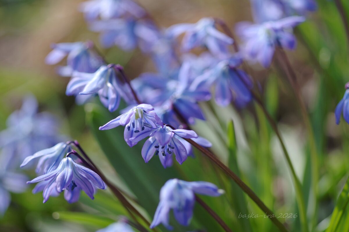 Апрельские пролески - Ирина Баскакова Апрельские пролески - Ирина Баскакова