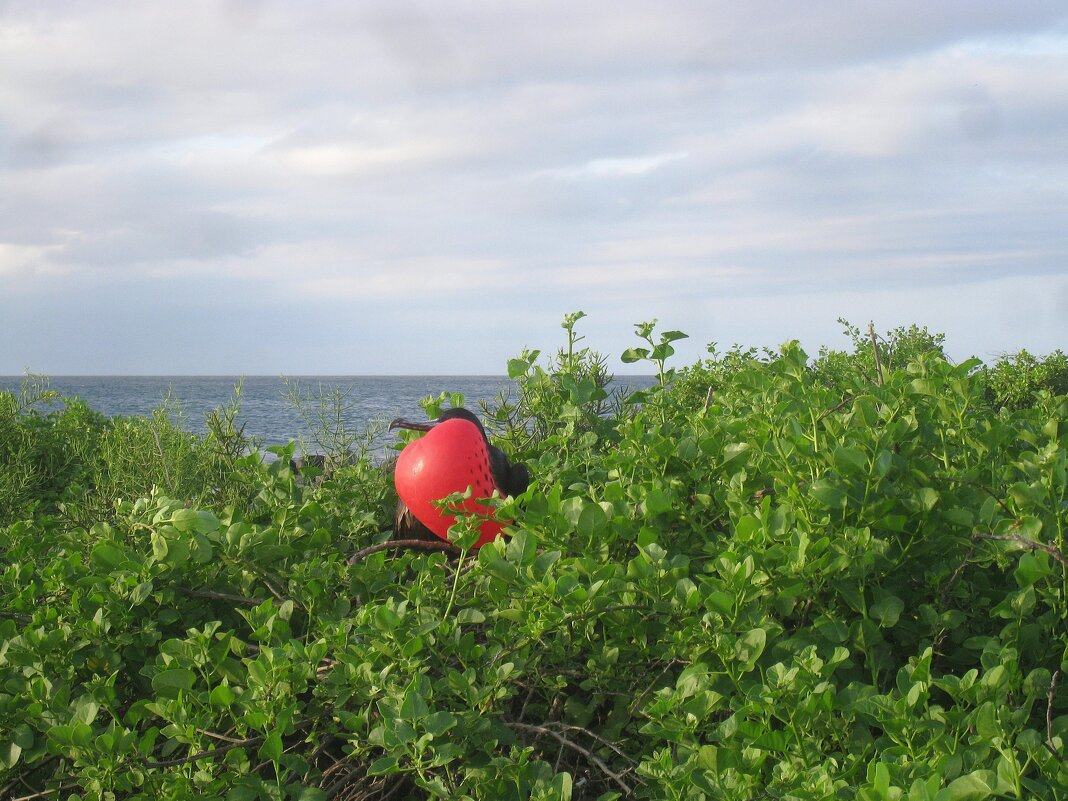 Фрегат великолепный. - unix (Илья Утропов) Фрегат великолепный. - unix (Илья Утропов)