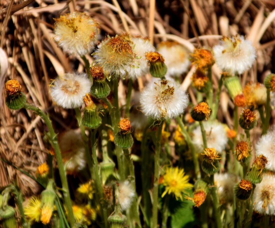 *** - Павленко Михаил 