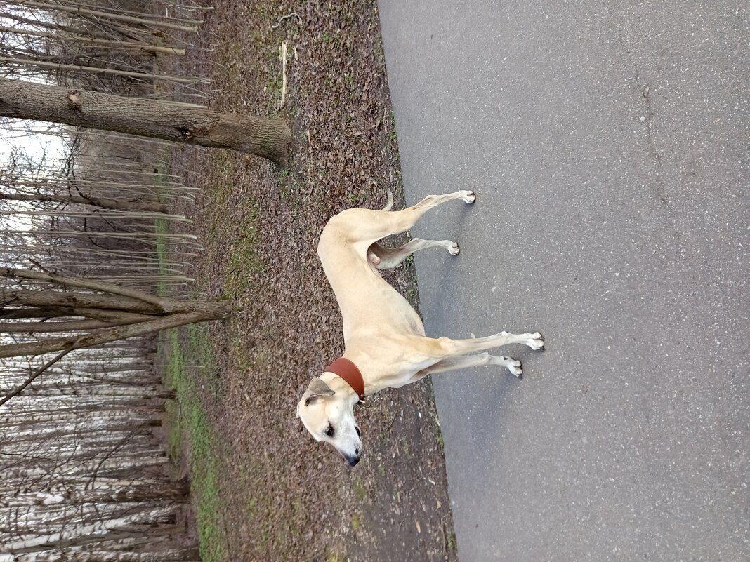 Друг человека - Андрей Лукьянов