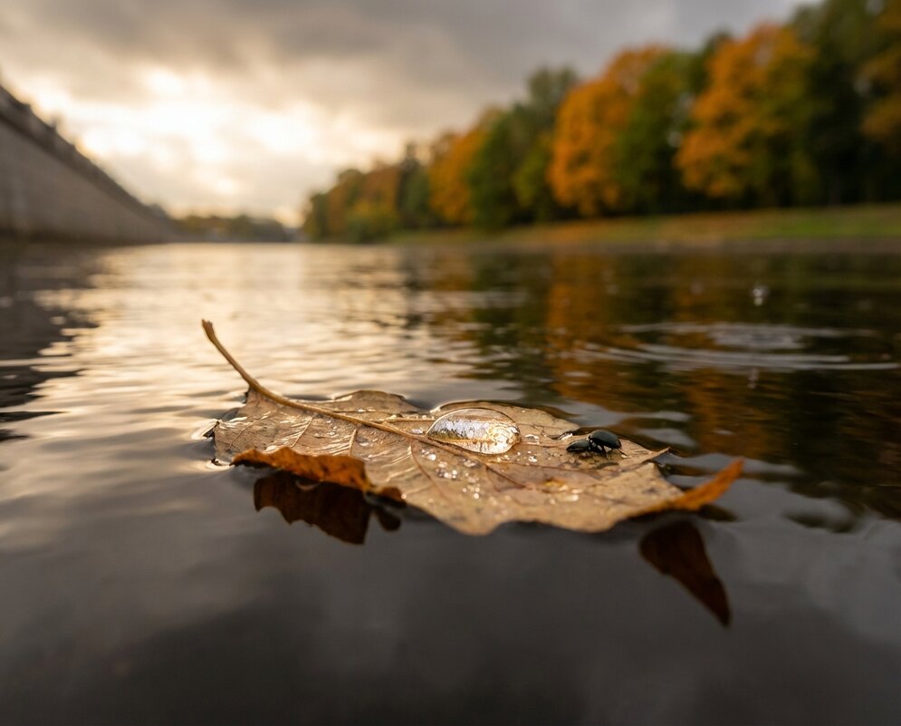 Листочек на воде - Лилия 