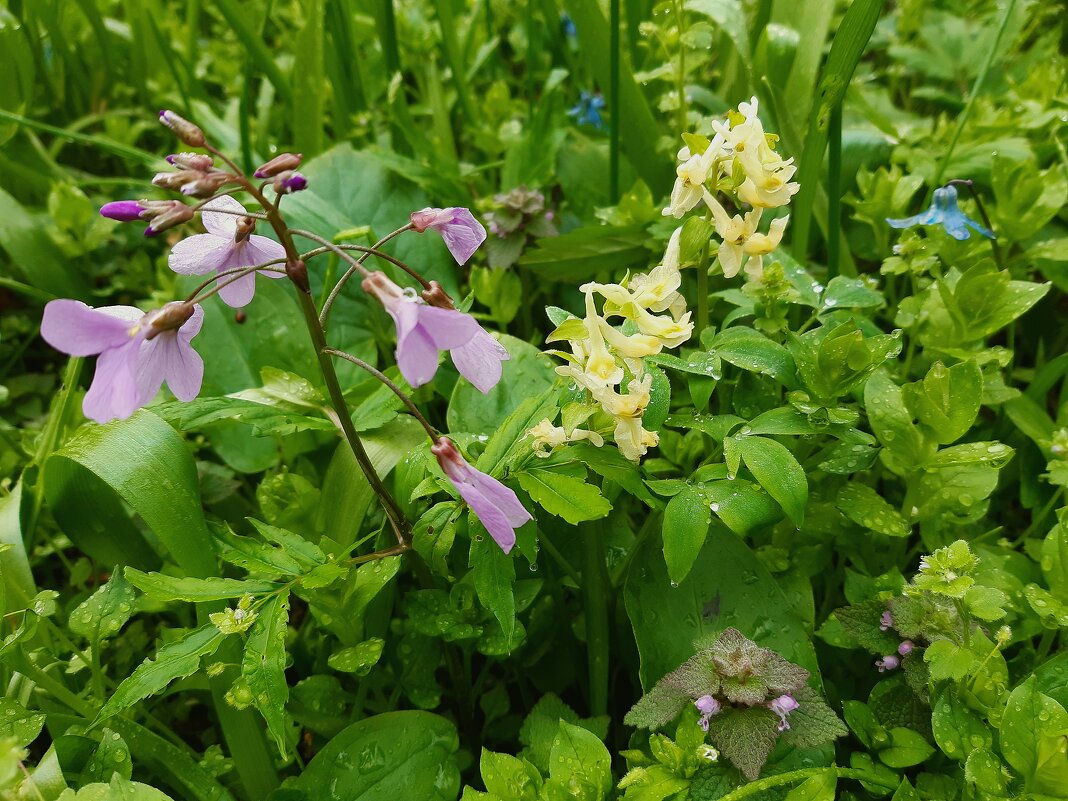 Весна. - Vladimir Lisunov