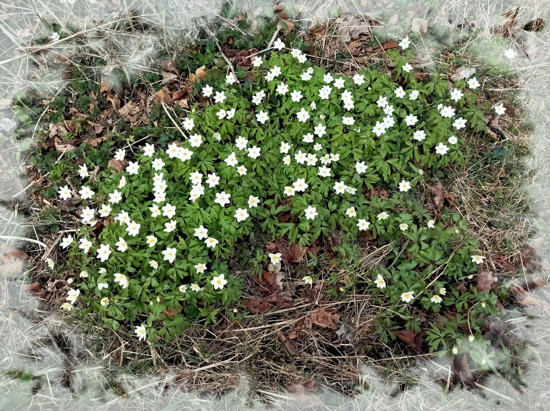 Анемоны - Veera V Анемоны - Veera V