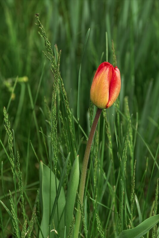Тюльпан - Игорь Сикорский