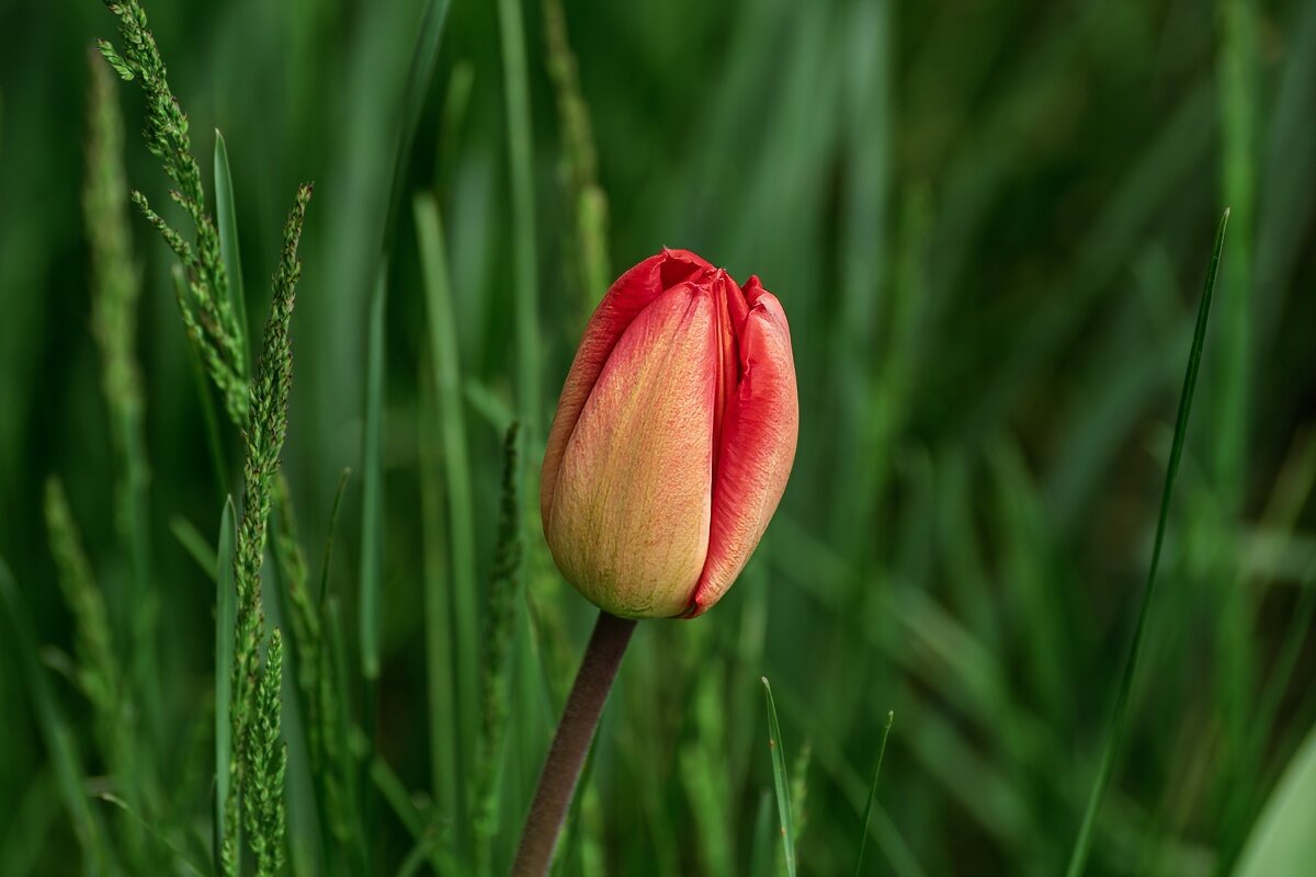 Тюльпан - Игорь Сикорский Тюльпан - Игорь Сикорский