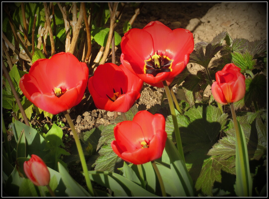 Тюльпаны 2026 - Ирина Олехнович Тюльпаны 2026 - Ирина Олехнович