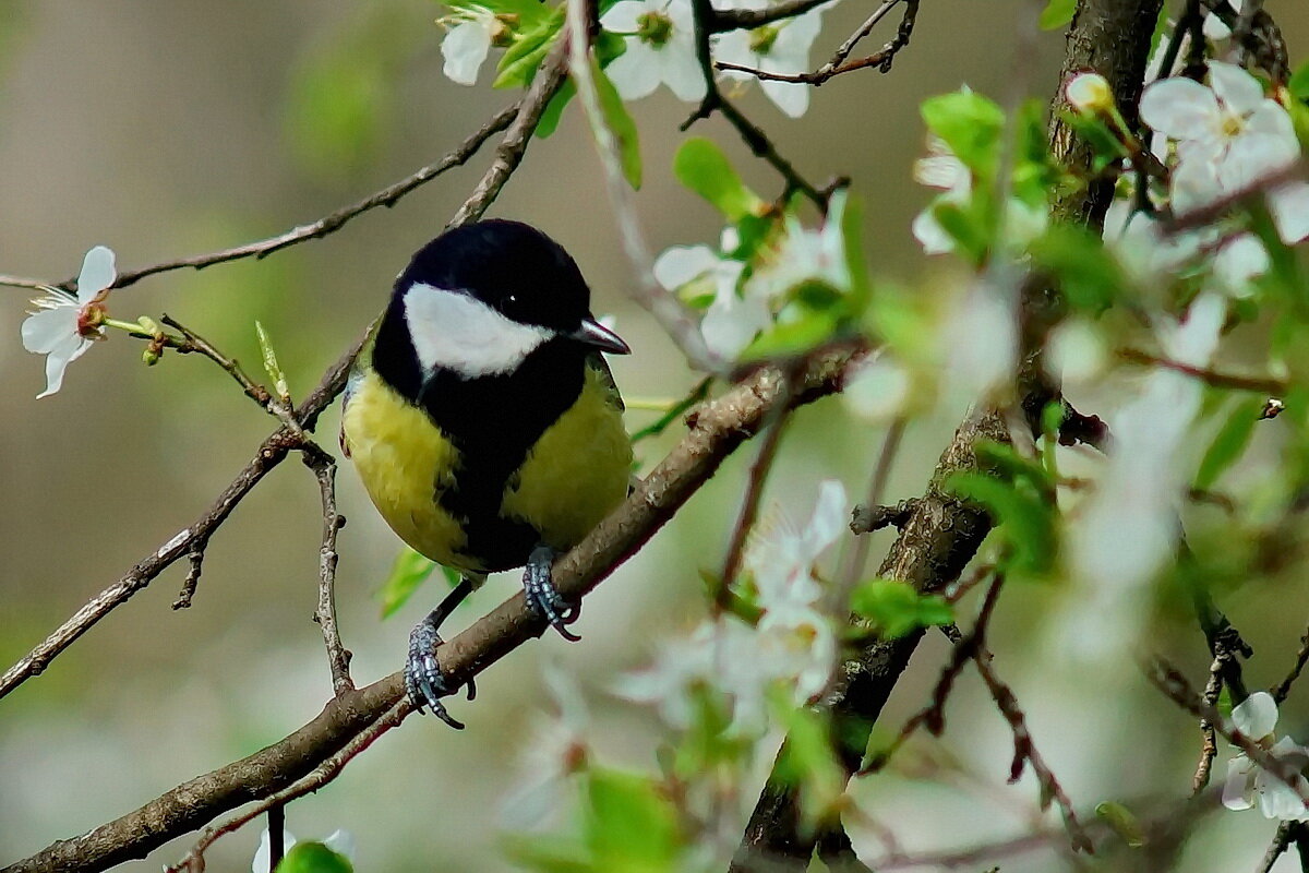 Весна пришла... - Николай Саржанов Весна пришла... - Николай Саржанов