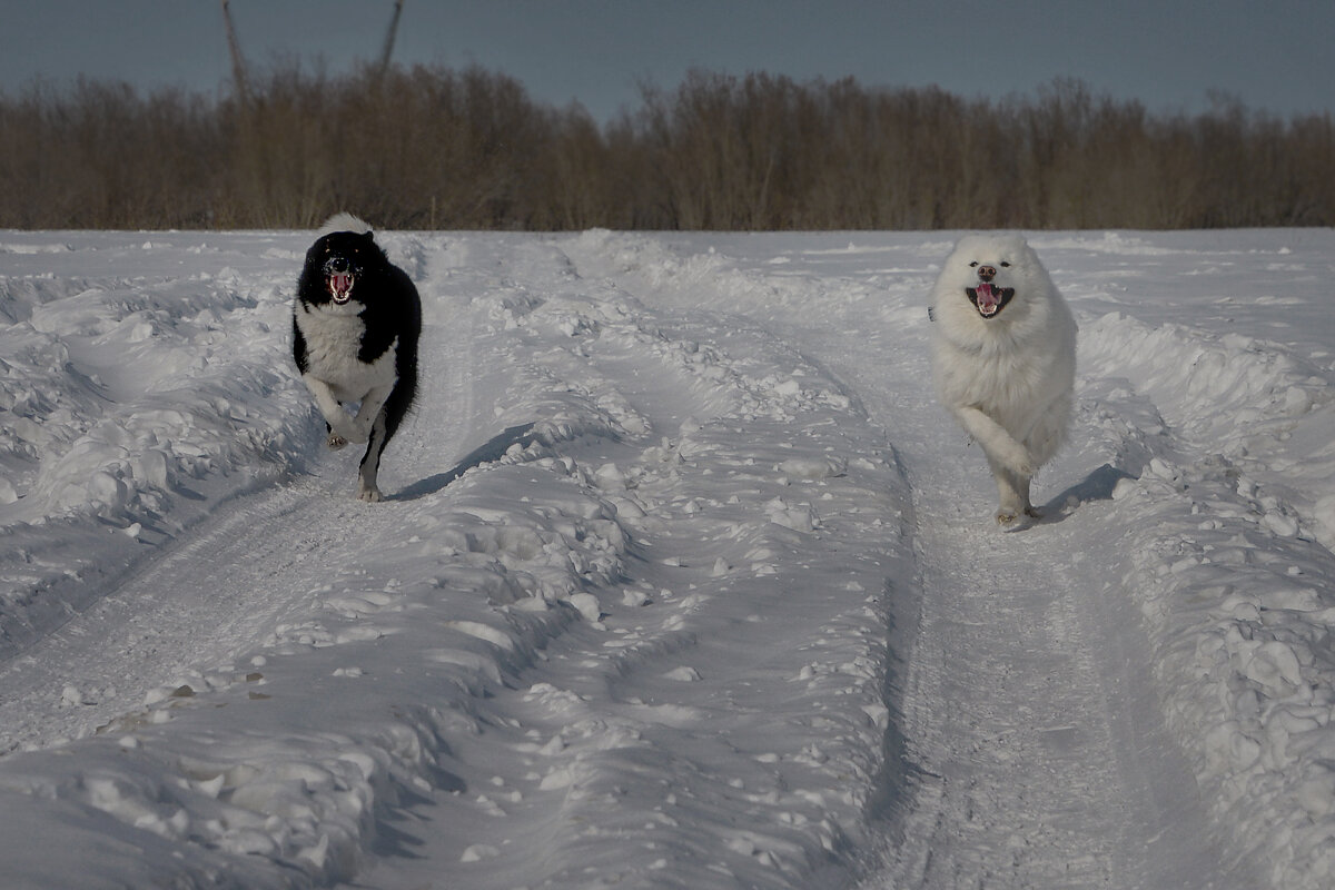 Кто быстрее? - alex graf