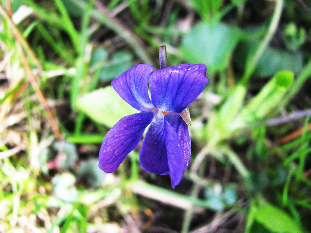Садовая фиалочка - Людмила Смородинская