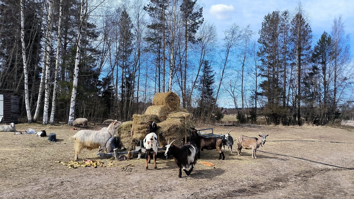 Рогатая часть населения фермы. - Ольга 