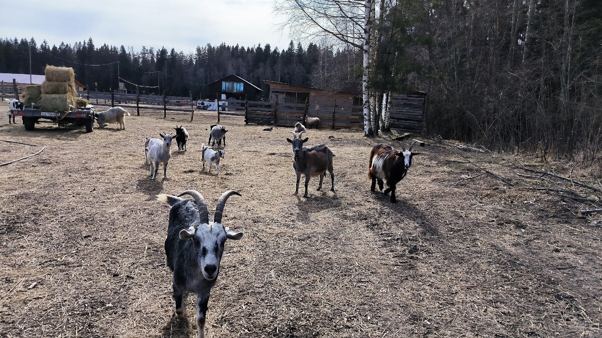 Идет коза рогатая... - Ольга 
